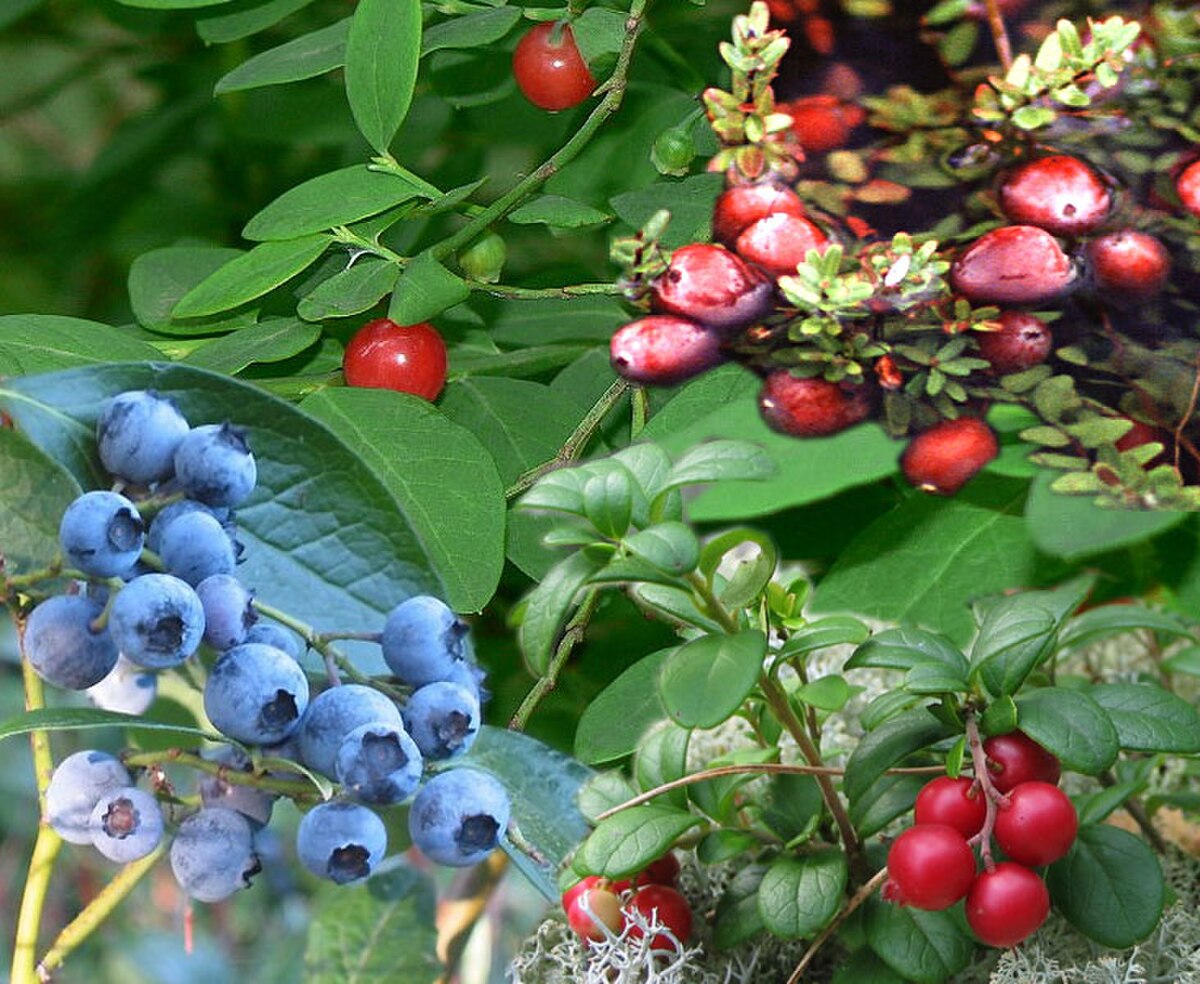 Vaccinium duclouxii