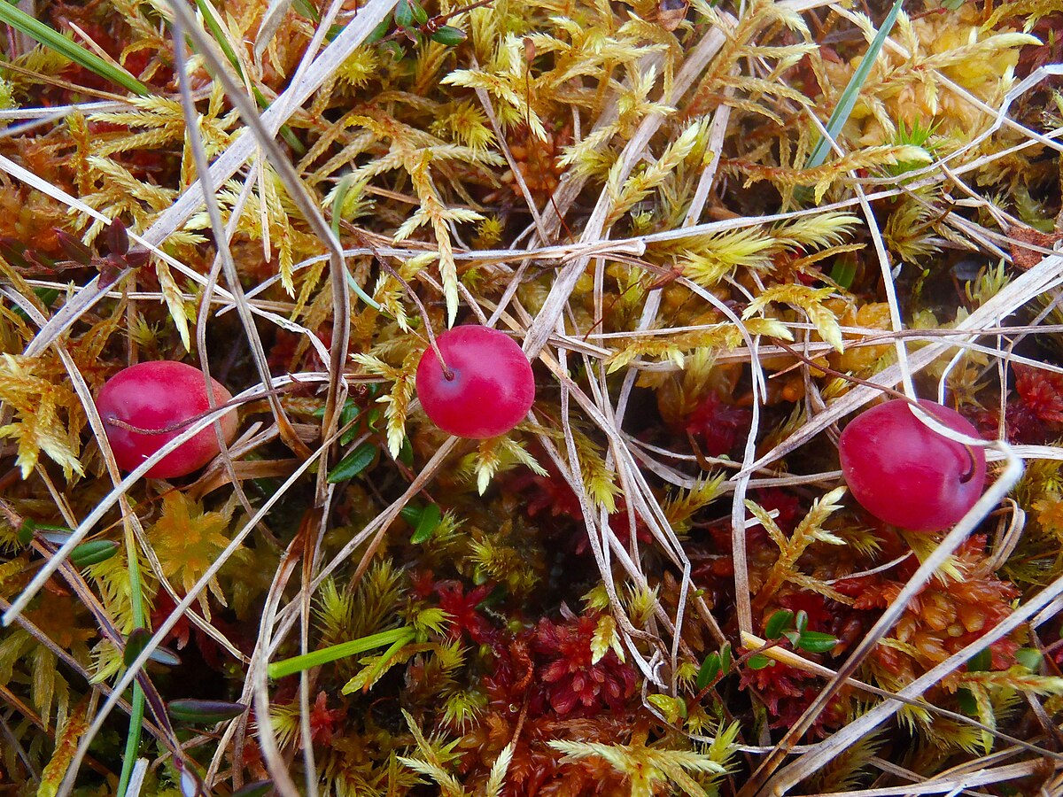 Vaccinium microcarpum