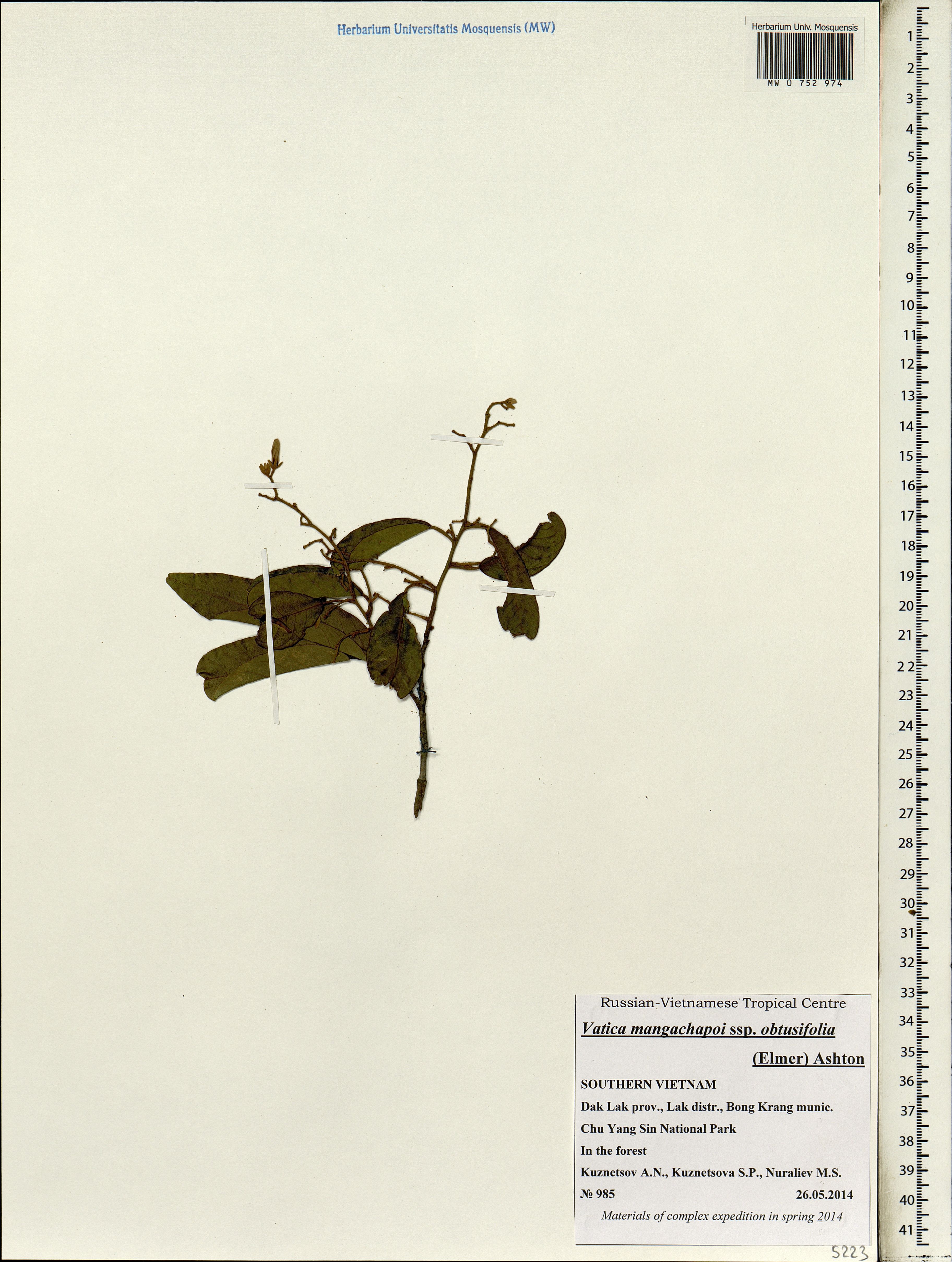Vatica mangachapoi