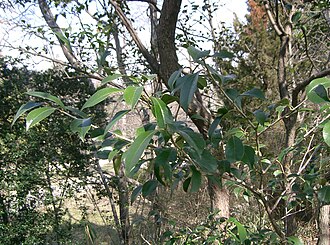 Vaccinium bracteatum