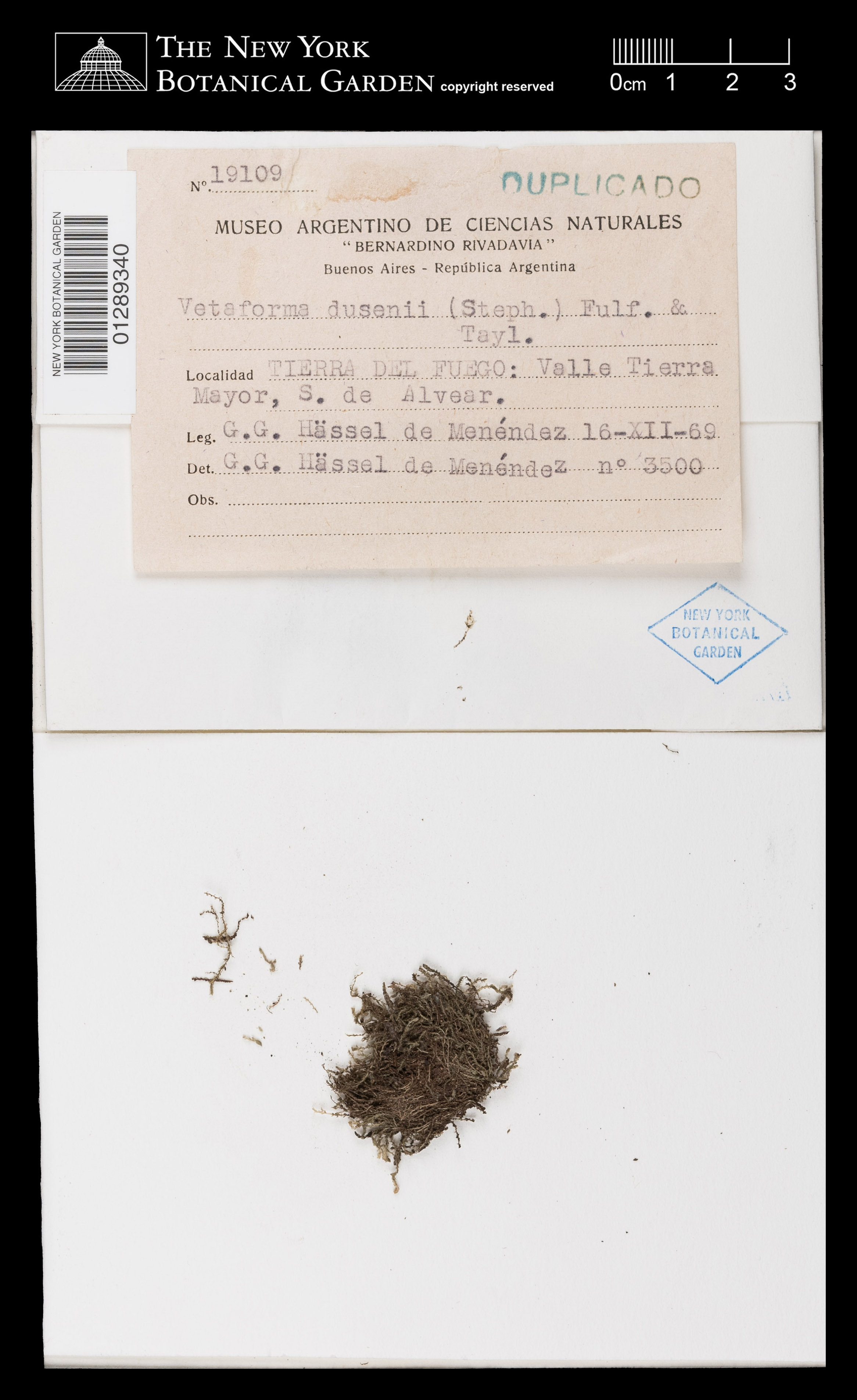 Vetaforma dusenii