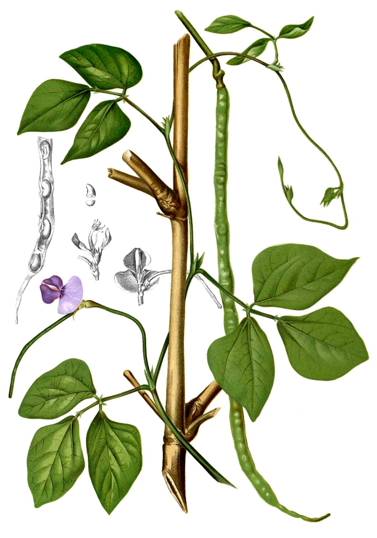 Vigna hirtella