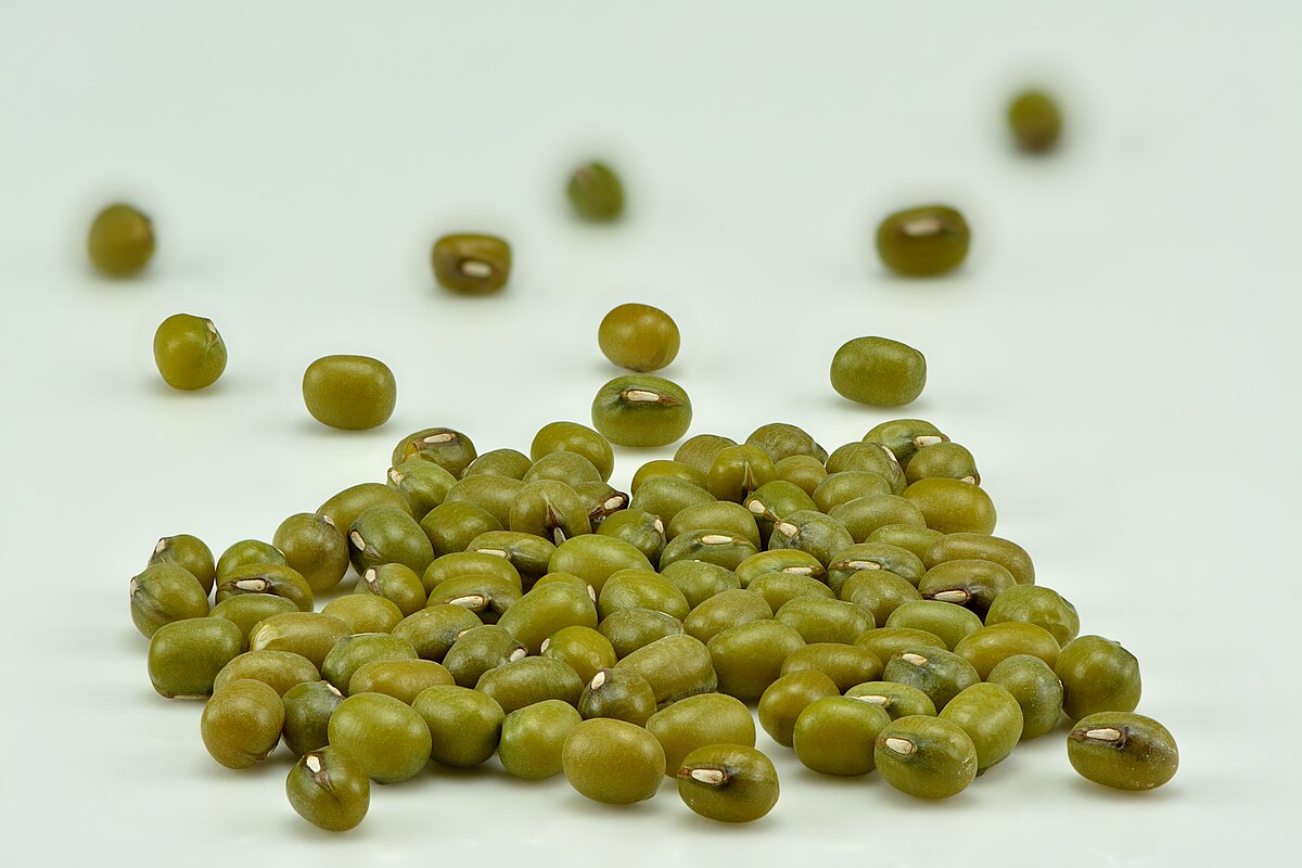 Vigna radiata