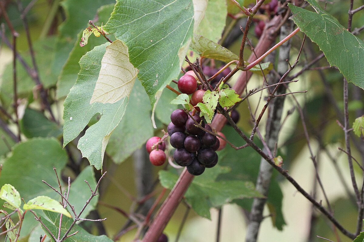 Vitis labrusca x Vitis vinifera SM