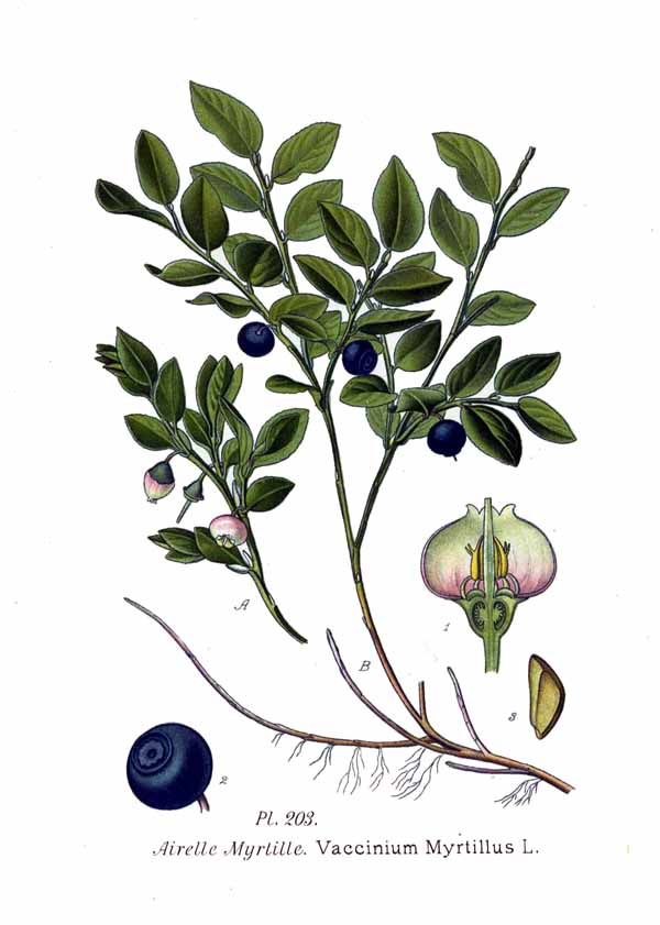 Vaccinium myrtillus