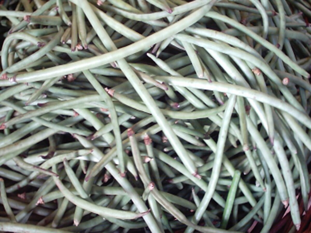 Vigna unguiculata ZN016