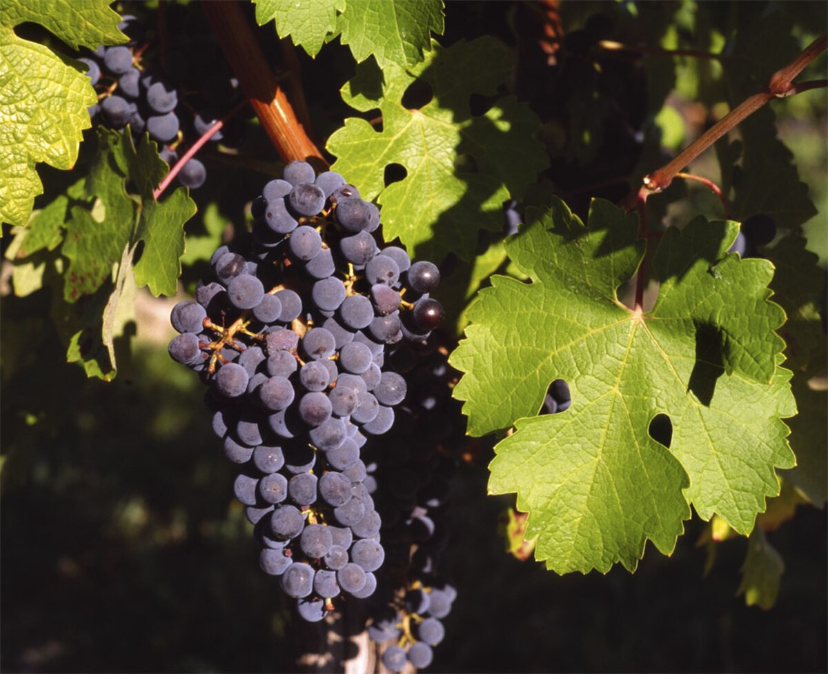 Vitis vinifera HMNG-H1