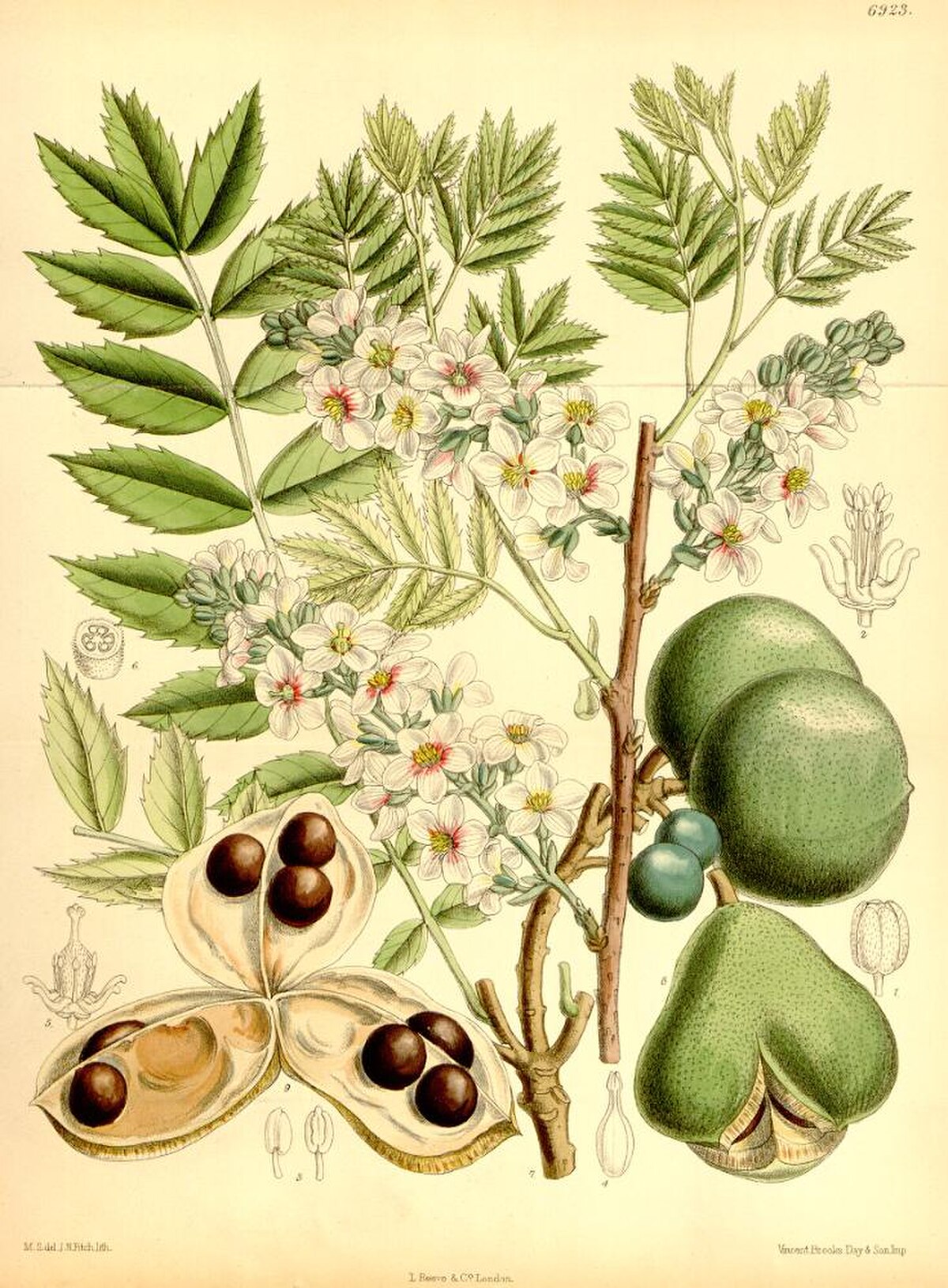 Xanthoceras sorbifolium