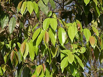 Xylosma longifolia