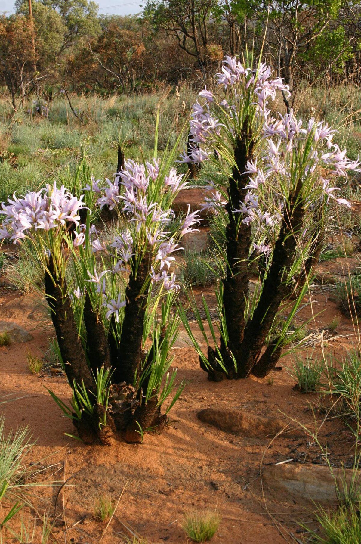 Xerophyta schlecteri