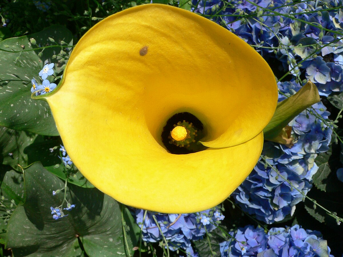 Zantedeschia elliottiana