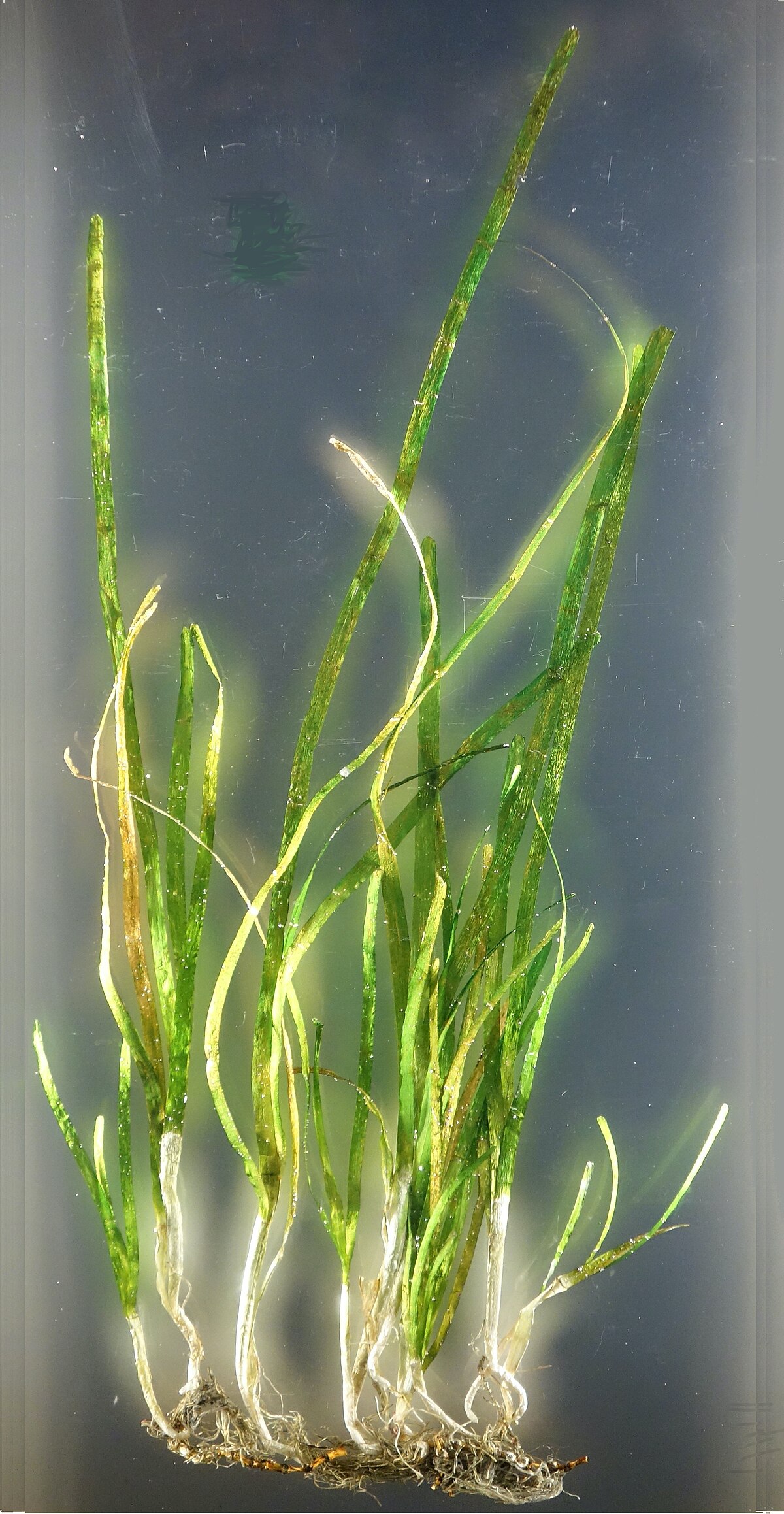 Zostera marina