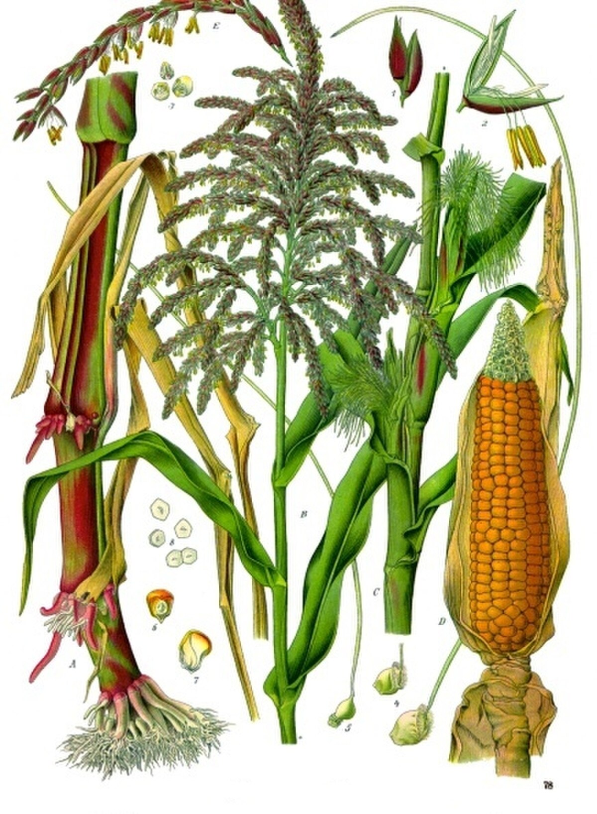 Zea mays Mo17